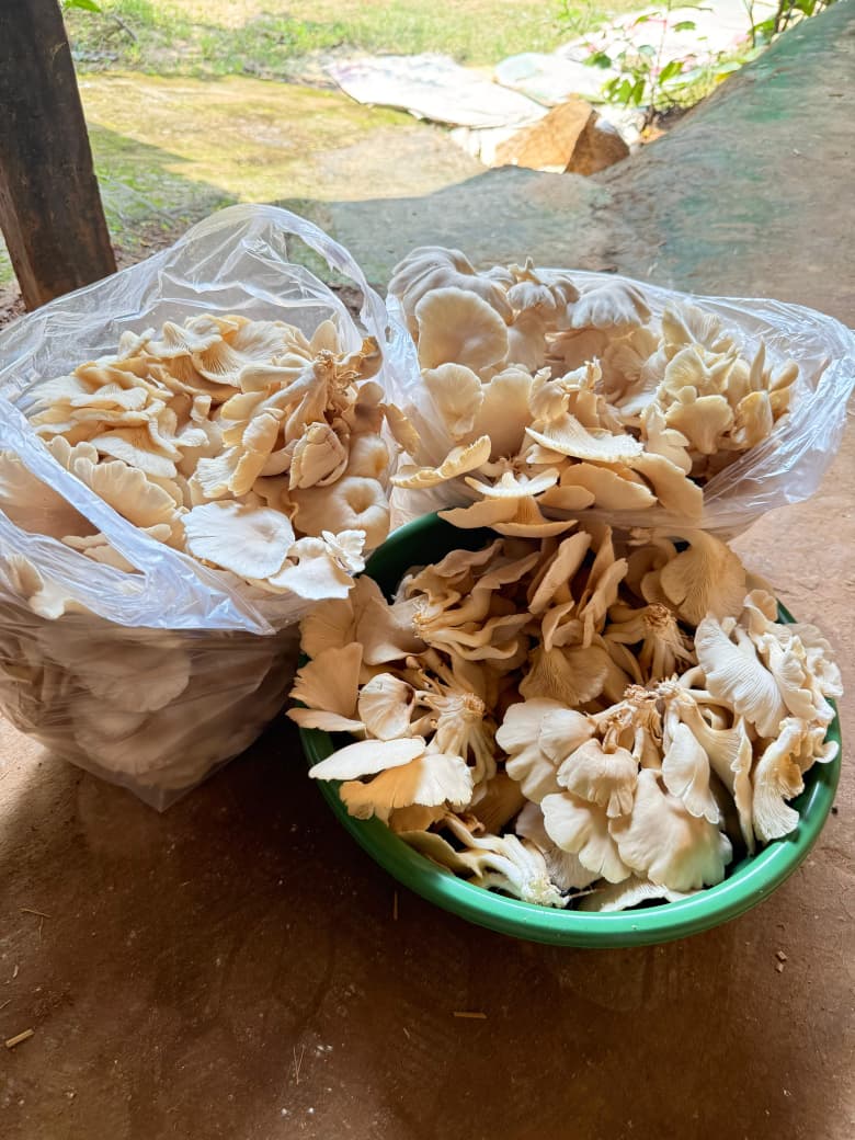 A generous fresh harvest of oyster mushrooms in bags and a green bowl