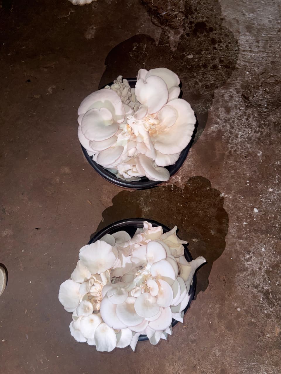 Bowls of clean, white oyster mushrooms just after harvest