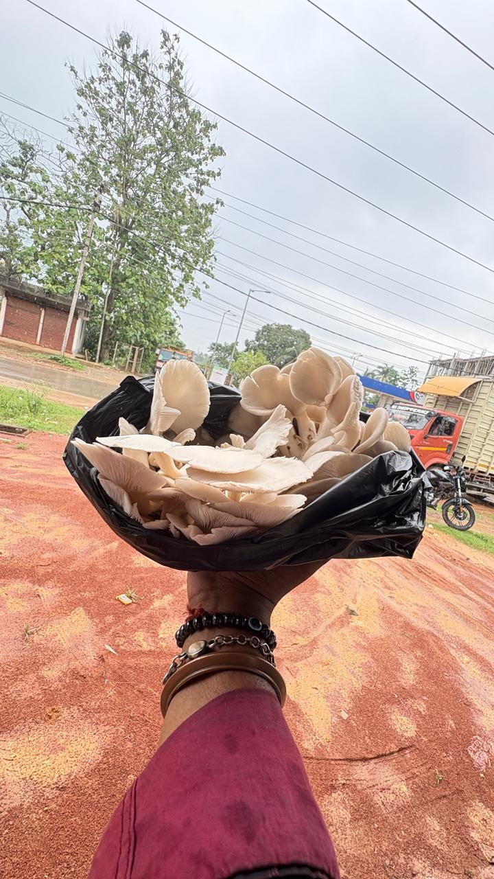 A handful of farm-fresh oyster mushrooms